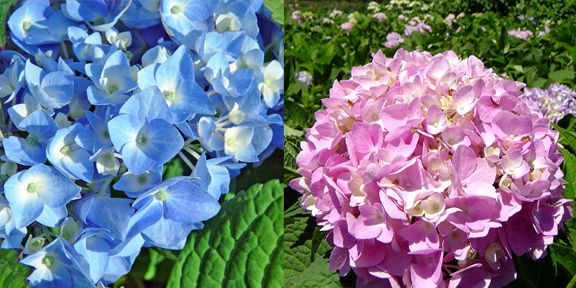 Endless Summer Hydrangea